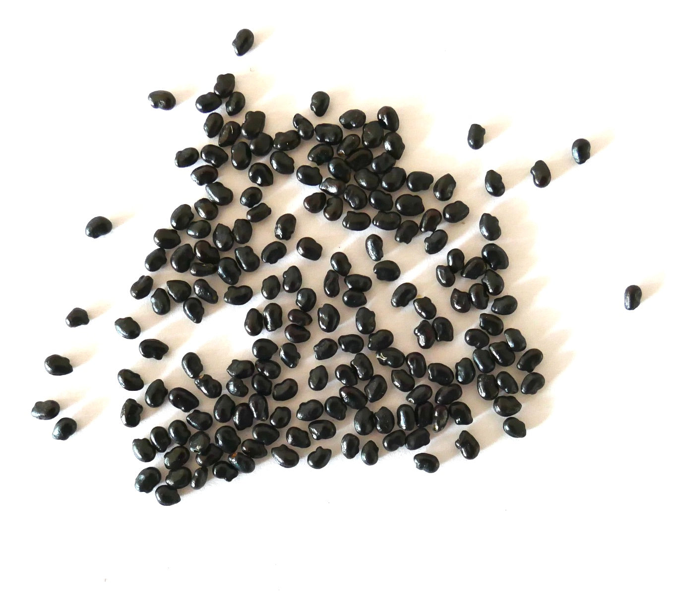 Pachycereus weberi shiny black cactus seeds scattered on white background