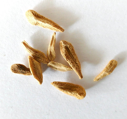 Pachypodium lamerei var. ramosum SEEDS