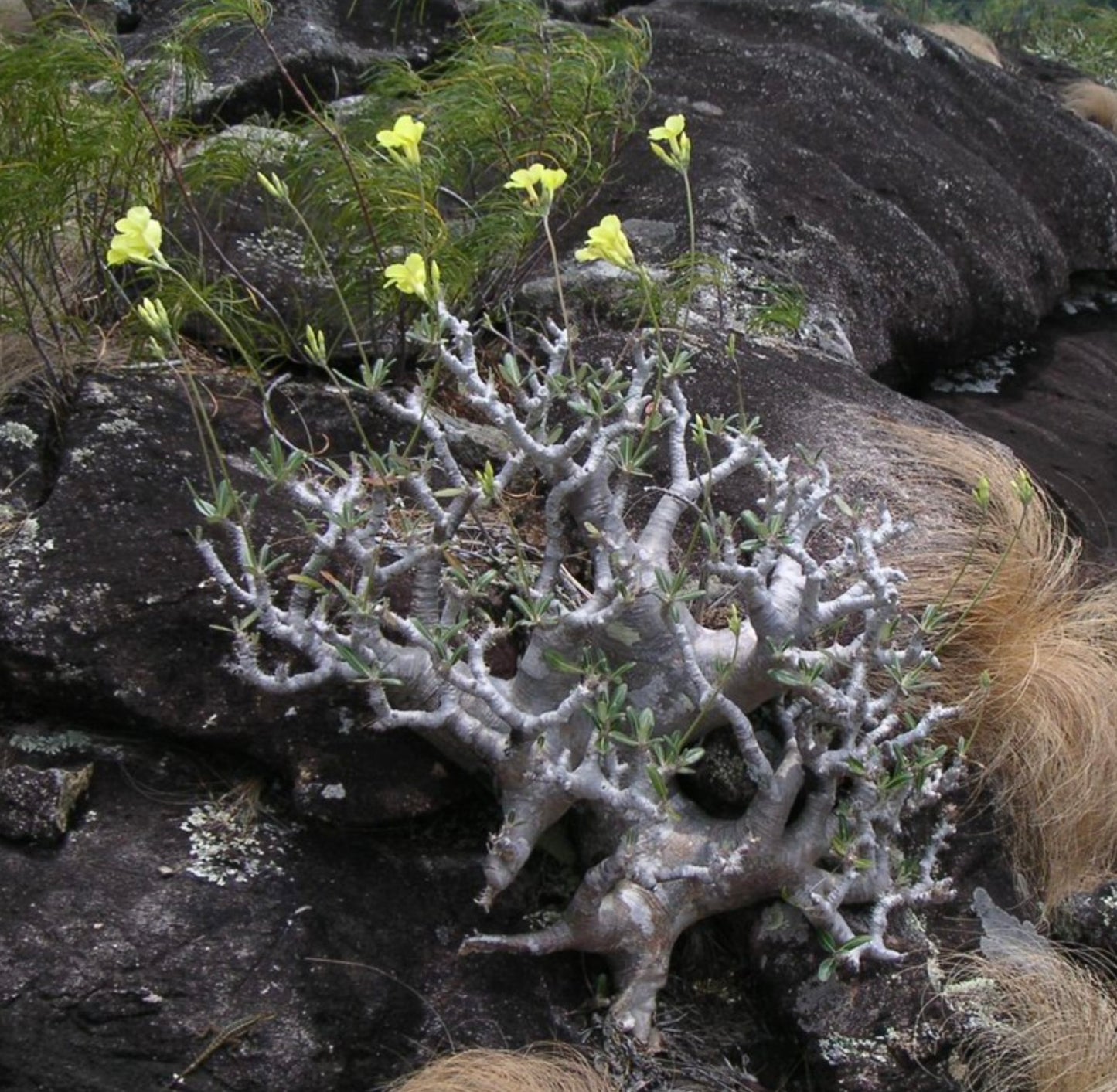 Pachypodium rosulatum cactipes succulent with thick gray branches and yellow flowers growing on rocky ground