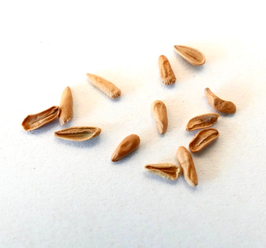 Pachypodium eburneum succulent plant seeds with elongated light brown textured surface