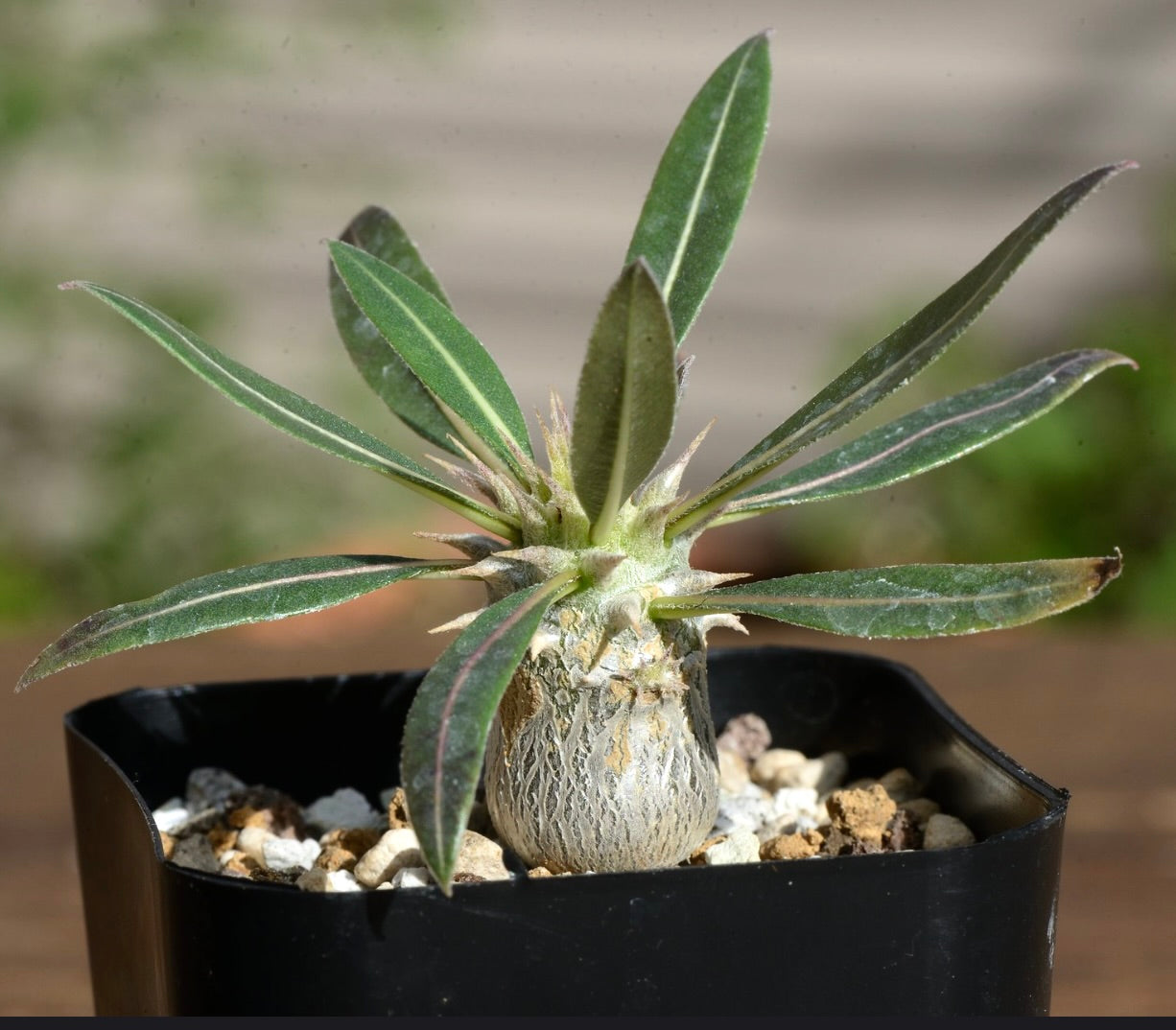 Pachypodium horombense small caudex succulent with elongated green leaves and spiny base