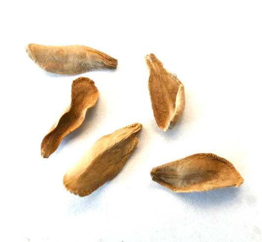 Pachypodium rutenbergianum SEEDS
