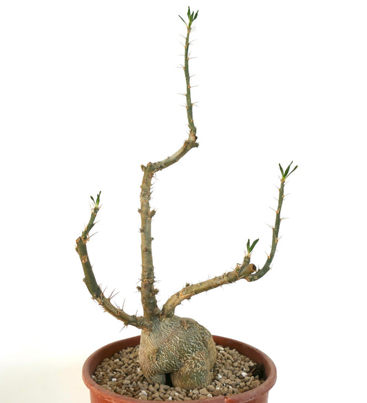 Pachypodium succulentum rare succulent with thick caudex and spiny slender branches in pot