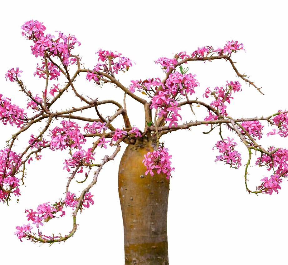 Pachypodium succulentum rare succulent with thick trunk and vibrant pink flowers