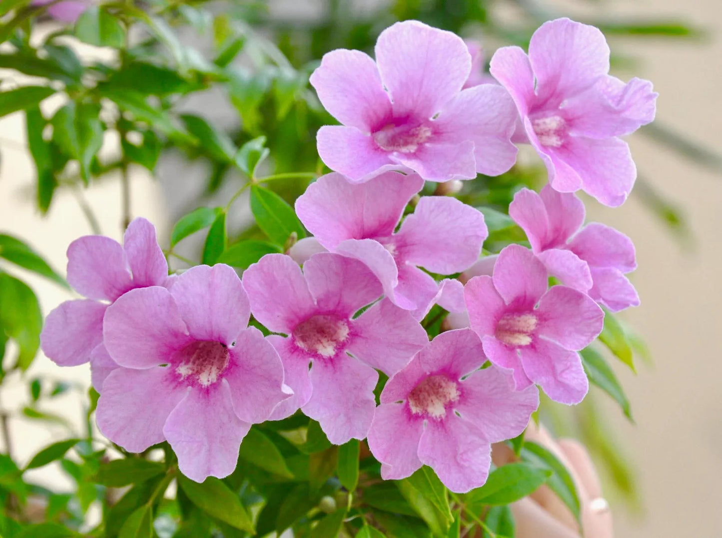 Pandorea jasminoides cluster of delicate pink trumpet-shaped flowers with green foliage
