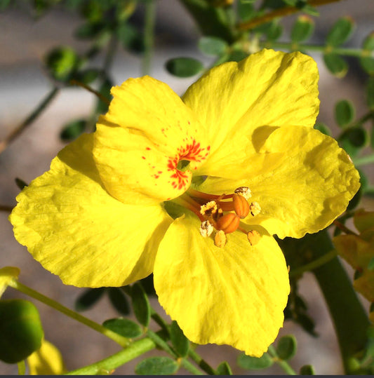 Parkinsonia aculeata bright yellow flower with red spots and small green leaves