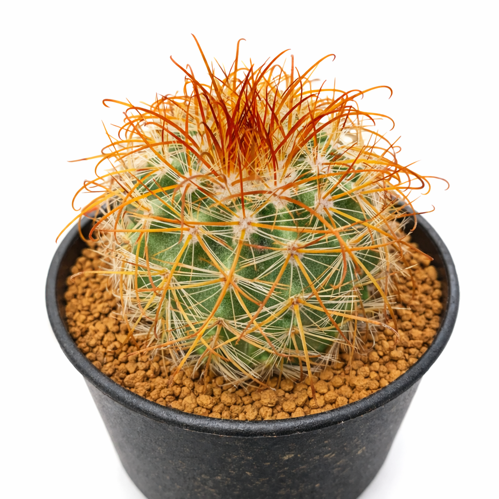 검은 화분에 담긴 촘촘한 황금색 가시와 선명한 주황색 중앙 가시가 있는 파로디아 아우레이센트라 선인장