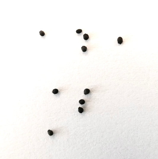 Parodia ayopayana SEEDS