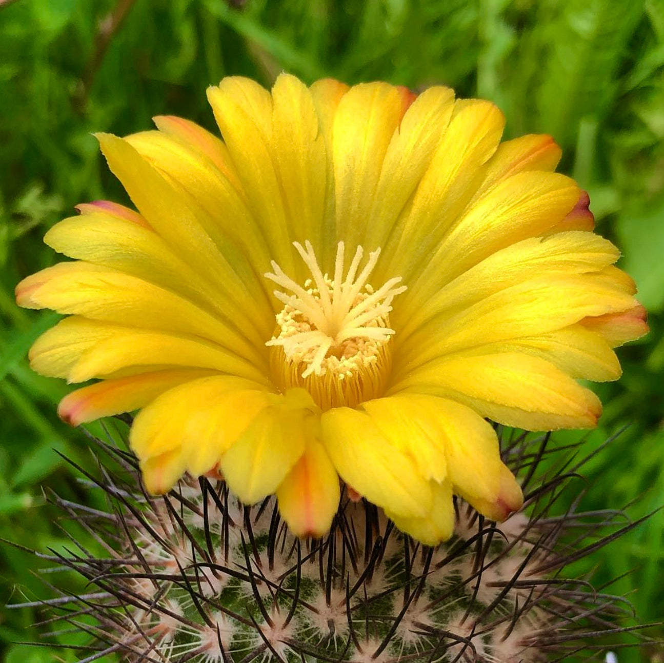 Semillas de Parodia horrida