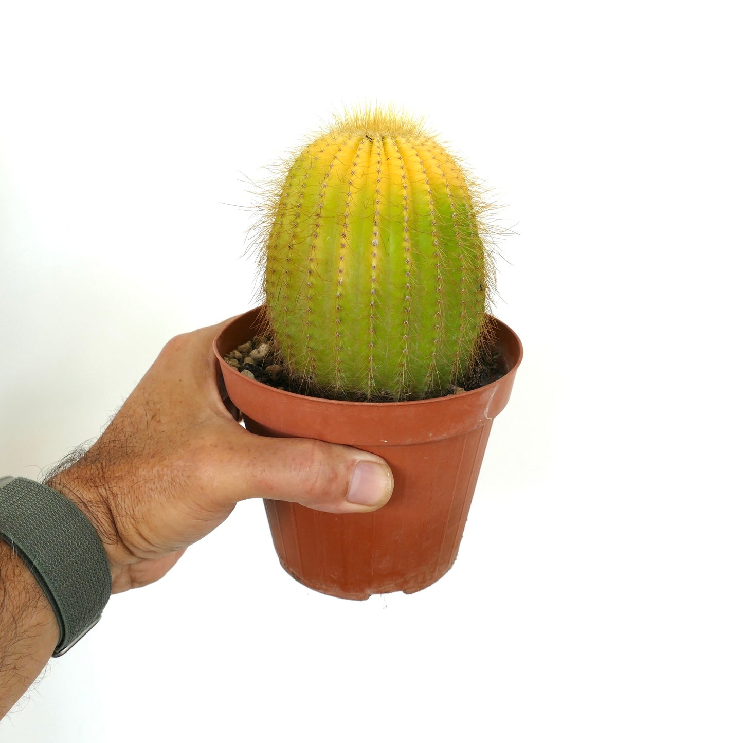 Parodia magnifica yellow-green succulent cactus with fine spines in small pot