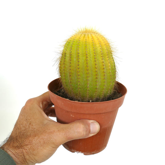 Parodia magnifica yellow variegated cactus with soft spines in small pot held by hand