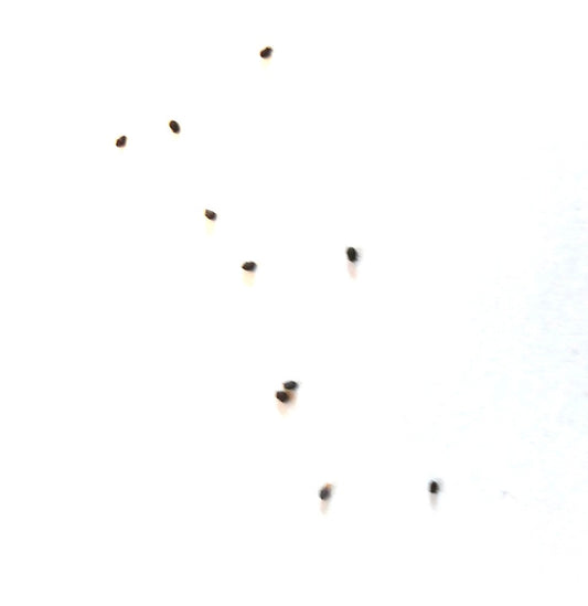 Parodia magnificus SEEDS