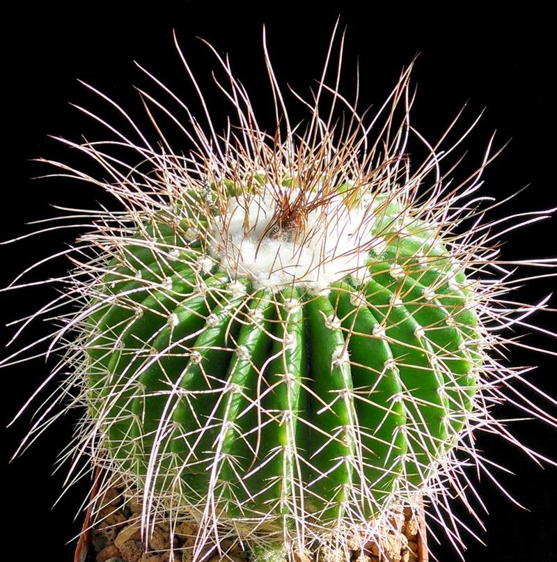 Parodia nigrispina succulent cactus with dense long spines and woolly crown