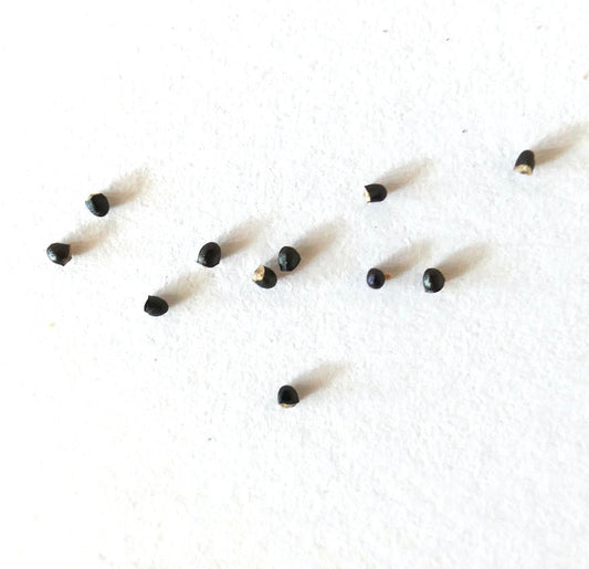 Parodia nigrispina SEEDS