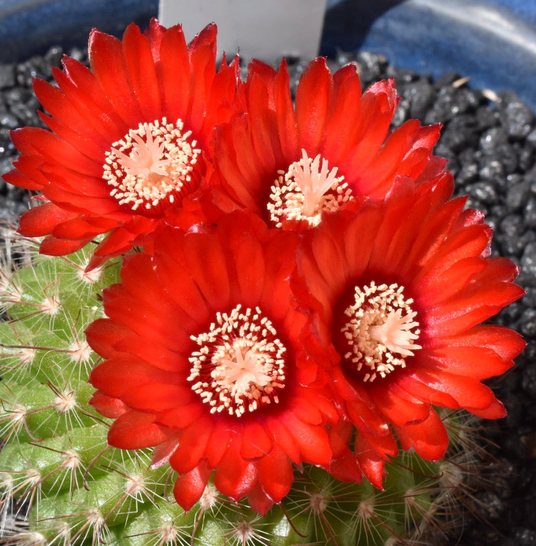 Parodia sanguiniflora cactus with vibrant red flowers and white central stamens blooming