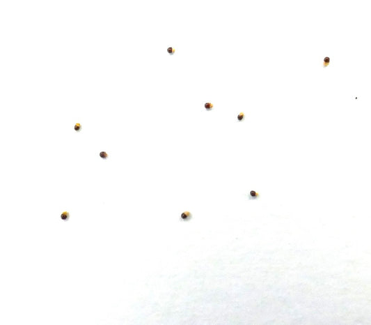 Parodia sanguiniflora SEEDS