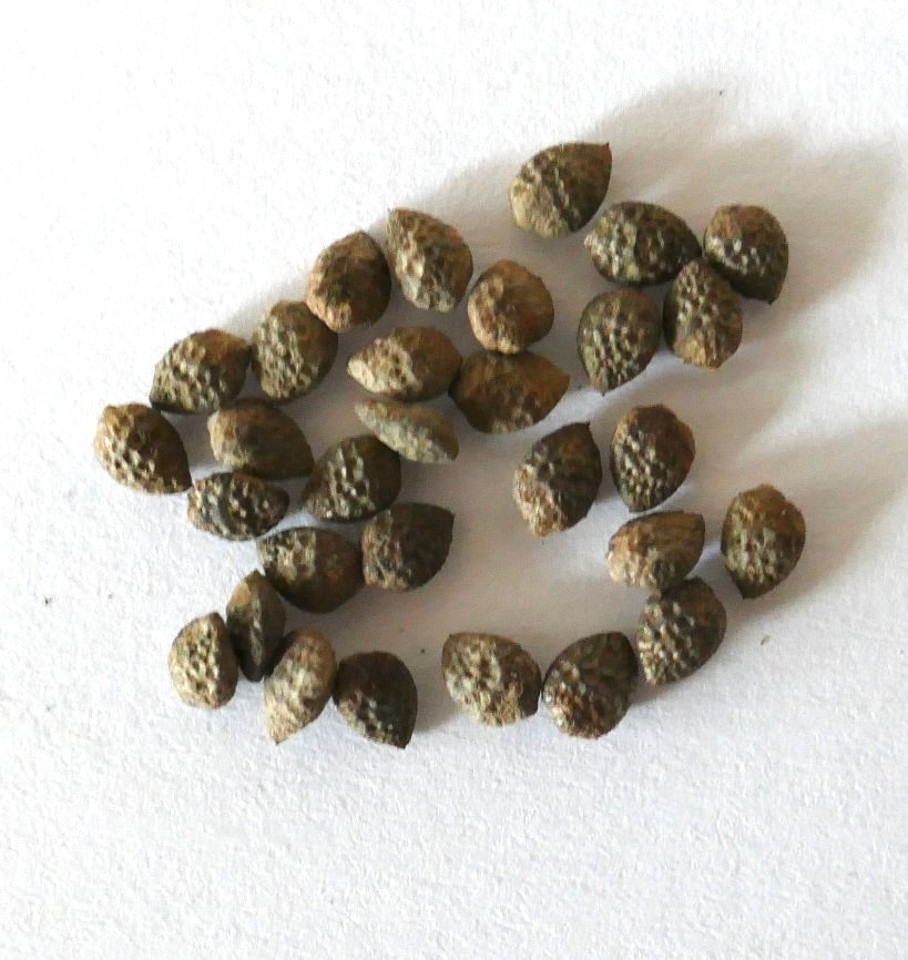 Passiflora caerulea gestructureerde bruine zaden voor het kweken van sierlijke passiebloemplanten