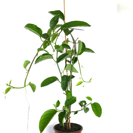 Passiflora quadrangularis climbing vine with elongated green leaves in pot