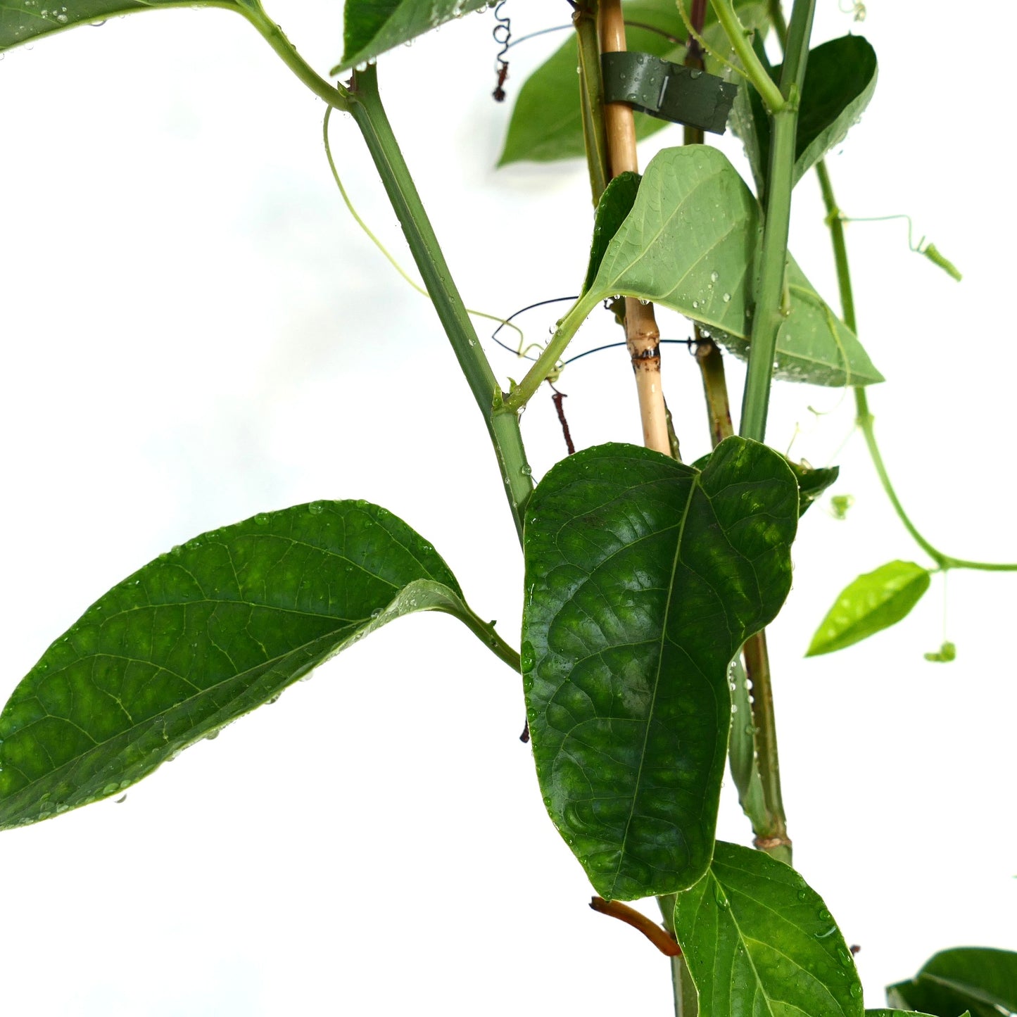 Passiflora quadrangularis vine with large glossy green leaves and water droplets