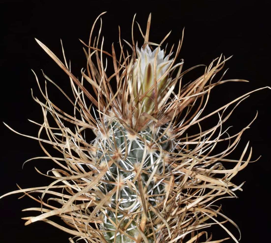 Semi di Toumeya-pediocactus papyracantha SB1326