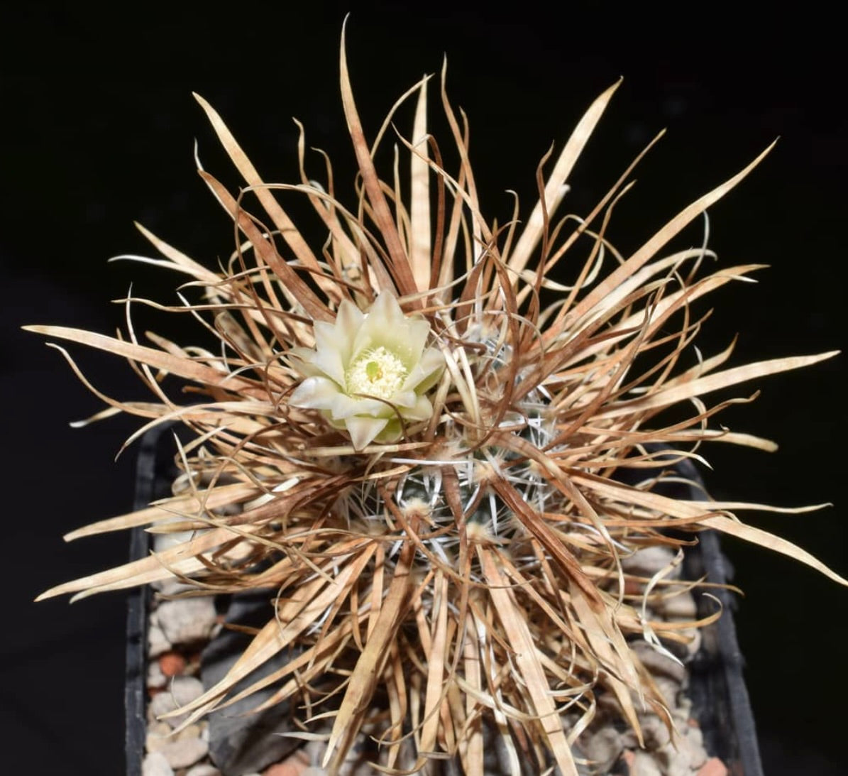 Semi di Pediocactus papyracantha