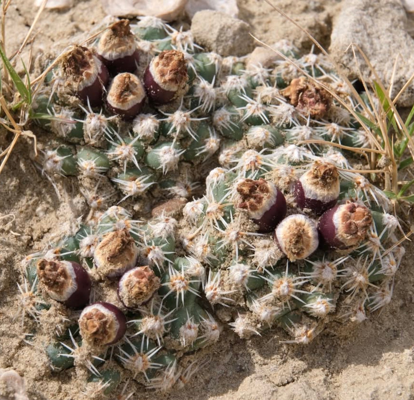 بيديوكاستوس وينكليري صبار أخضر صغير بأشواك بيضاء وثمرة بنية في تربة رملية