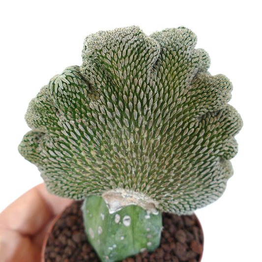 Pelecyphora aselliformis crested rare succulent cactus with textured fan-shaped growth