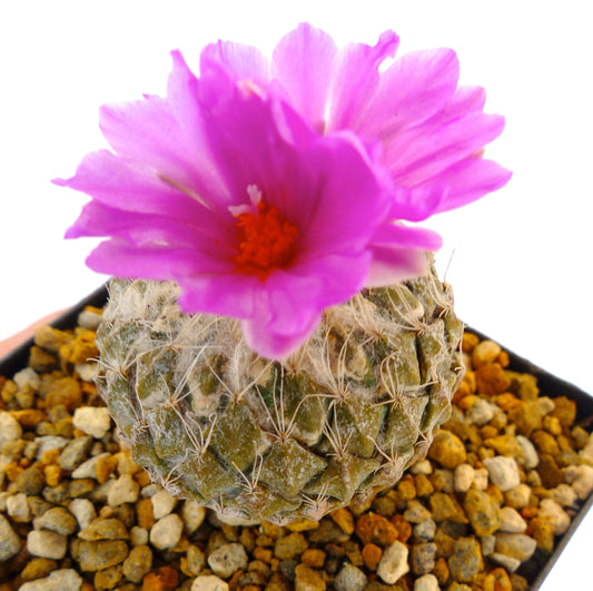 Pelecyphora strobiliformis small round cactus with pink flowers and spiny textured surface