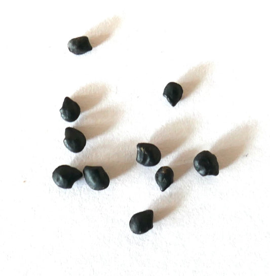 Peniocereus viperinus kleine schwarze Kakteensamen für seltene Sukkulentenvermehrung