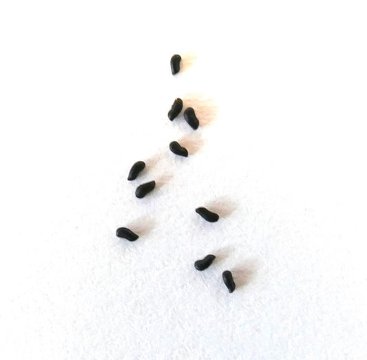 Pfeiffera ianthothele SEEDS