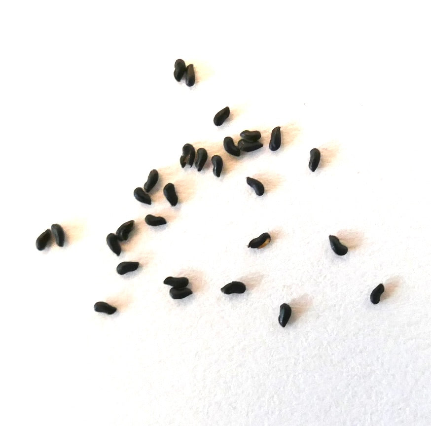 작은 검은 다육 식물 씨앗 흰색 배경 위의 파이퍼라 이안토텔레