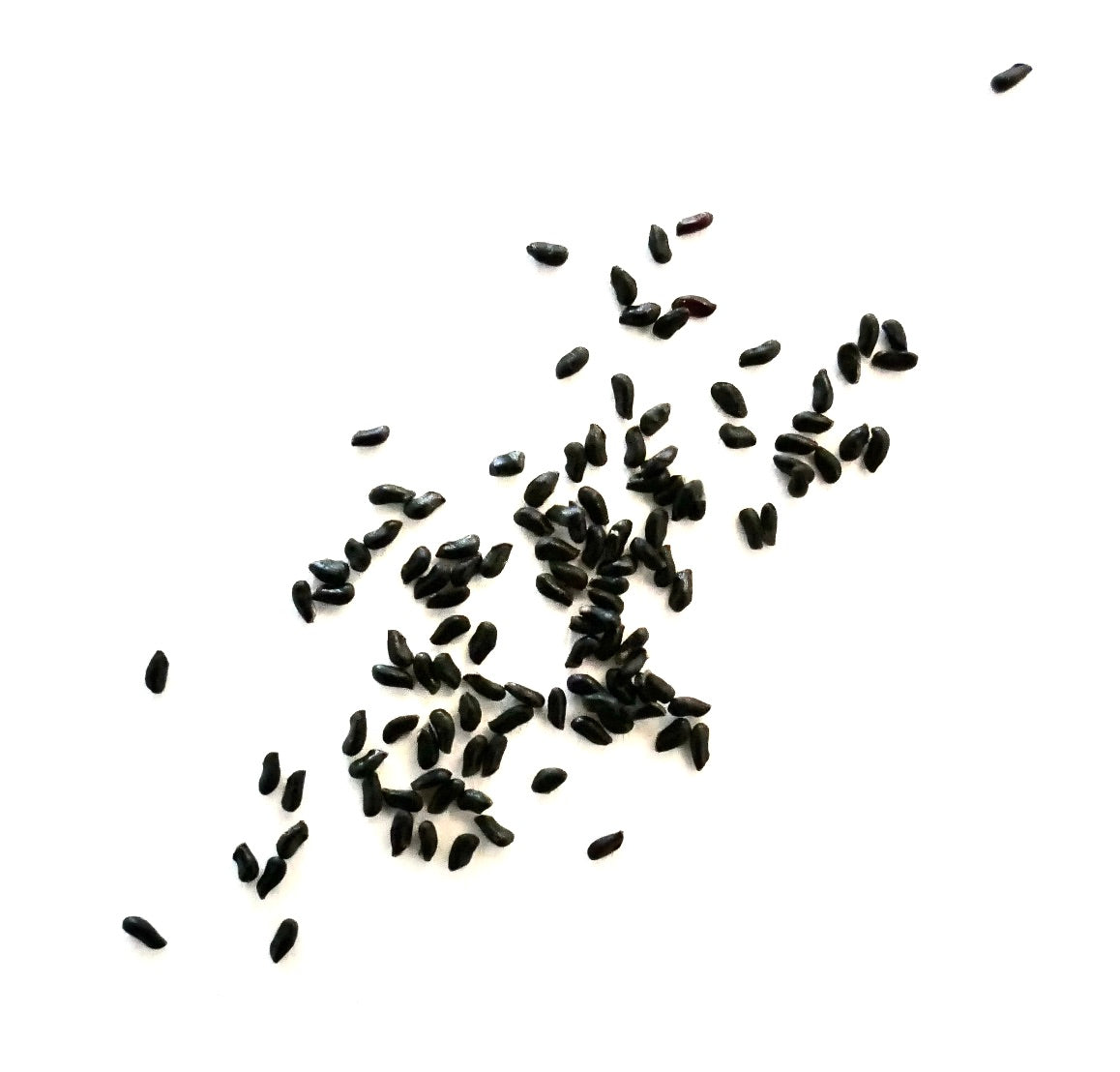 ファイファエラ・マタラレンシス 種子