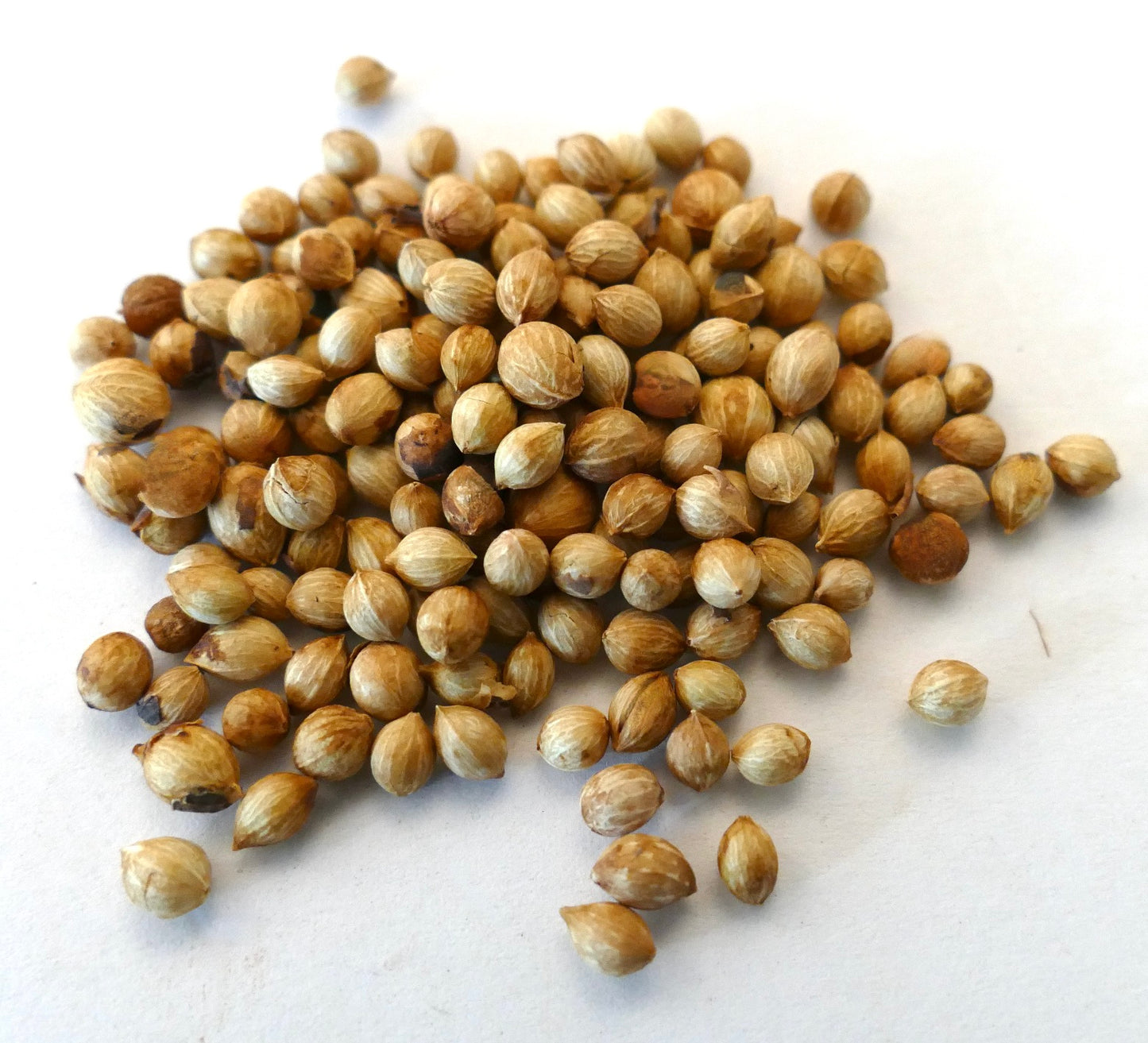 Petites graines rondes beige de Phillyrea angustifolia pour la culture d'arbustes méditerranéens à feuillage persistant