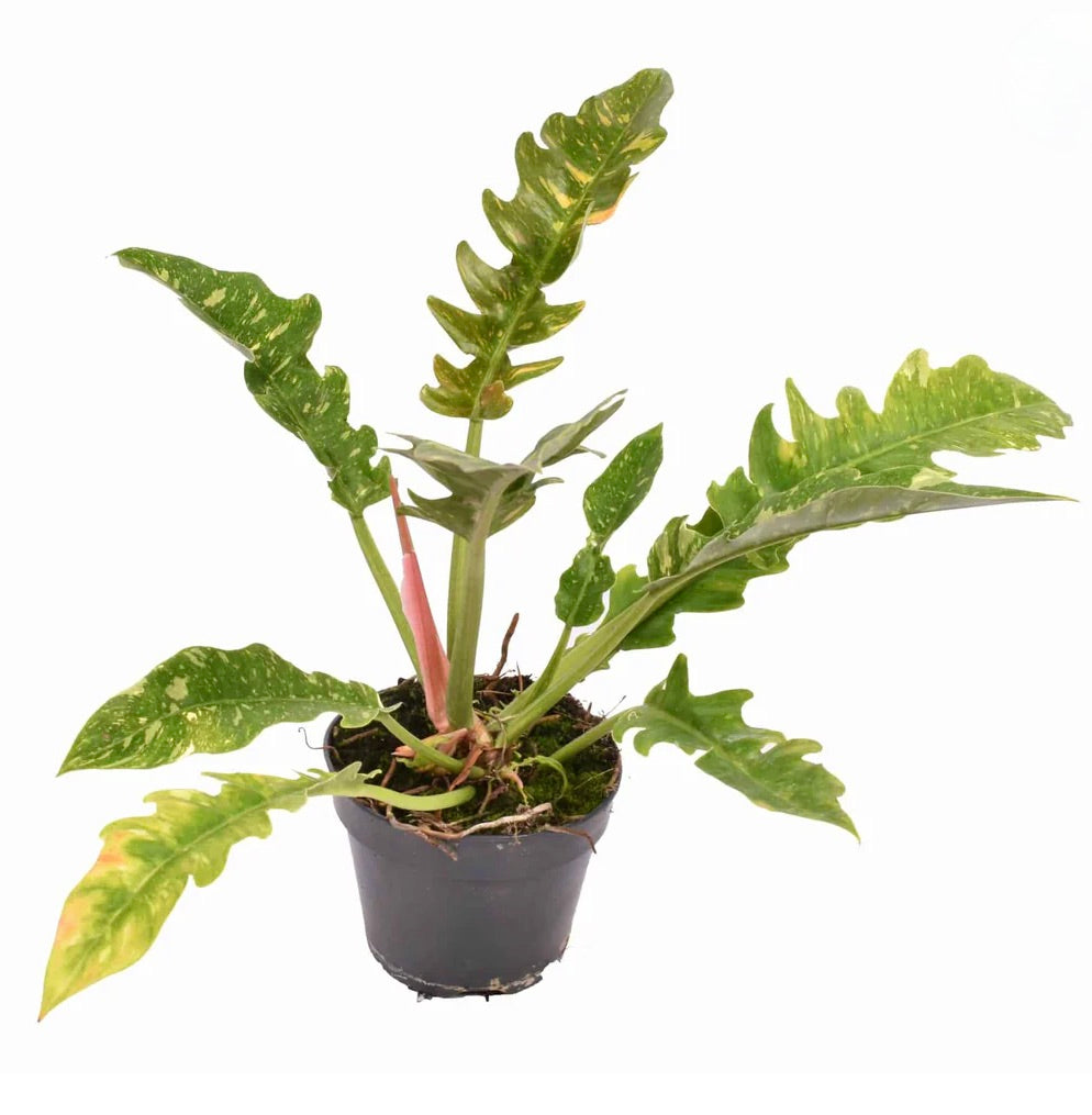 Philodendron cv "Ring Of Fire" with elongated wavy variegated green and yellow leaves in pot