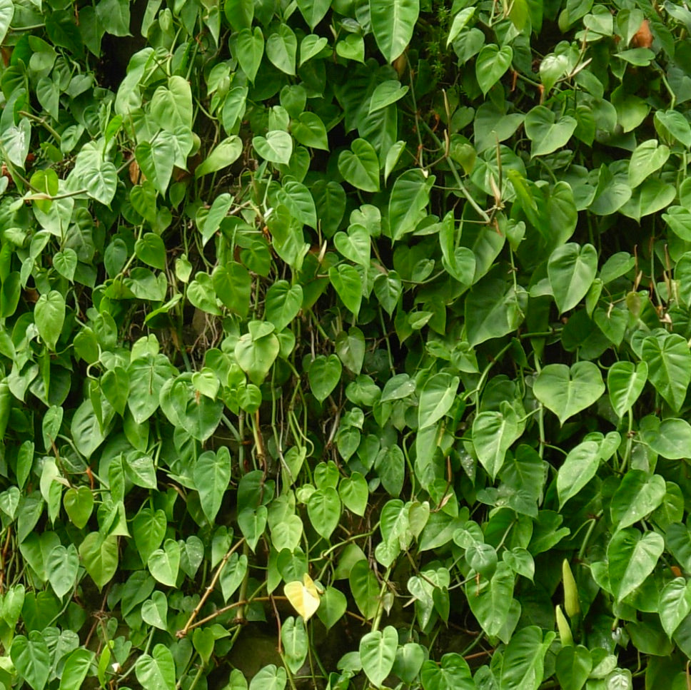 Philodendron scandens enredadera densa y colgante con hojas verdes brillantes en forma de corazón