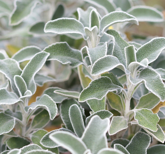 Phlomis fruticosa soft textured green leaves with white fuzzy edges close-up