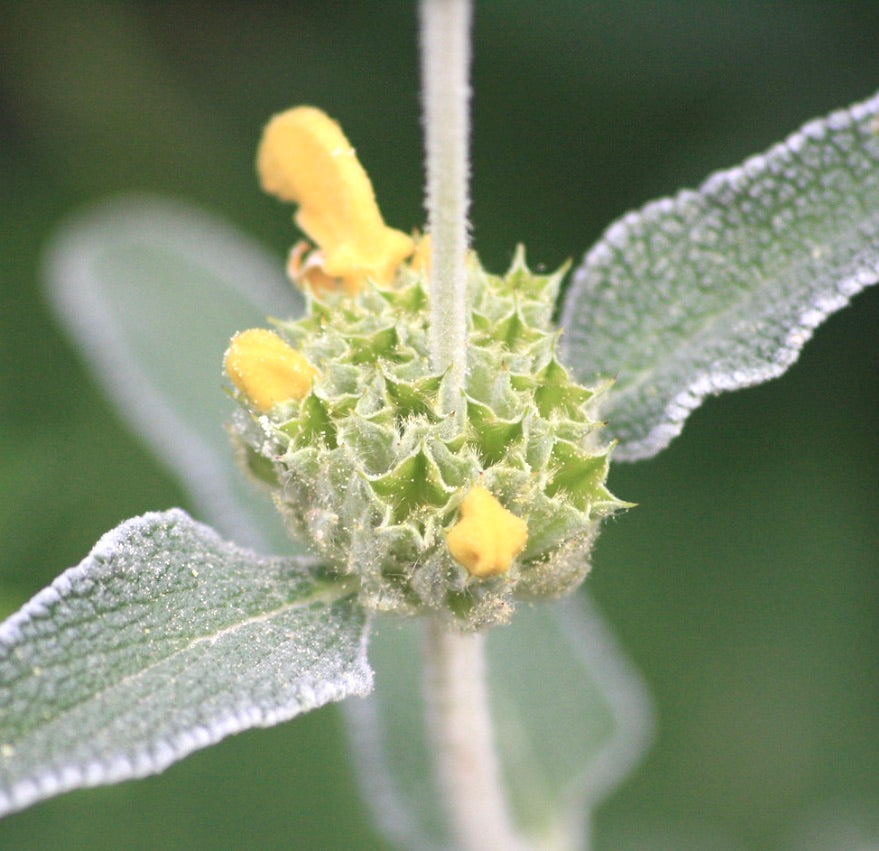 Phlomis fruticosa fuzzy green spiked flower buds with soft yellow petals and textured leaves