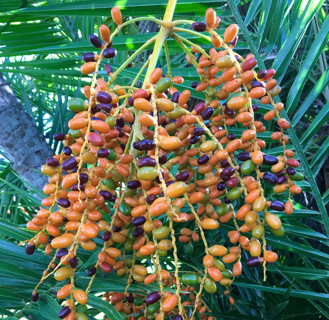 Phoenix reclinata palm with colorful orange, green, and purple ripe fruit clusters
