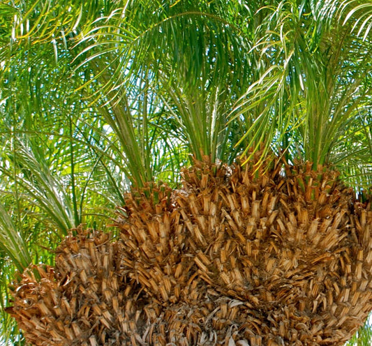 Phoenix roebelenii dense brown trunk with feathery green palm fronds under sunlight