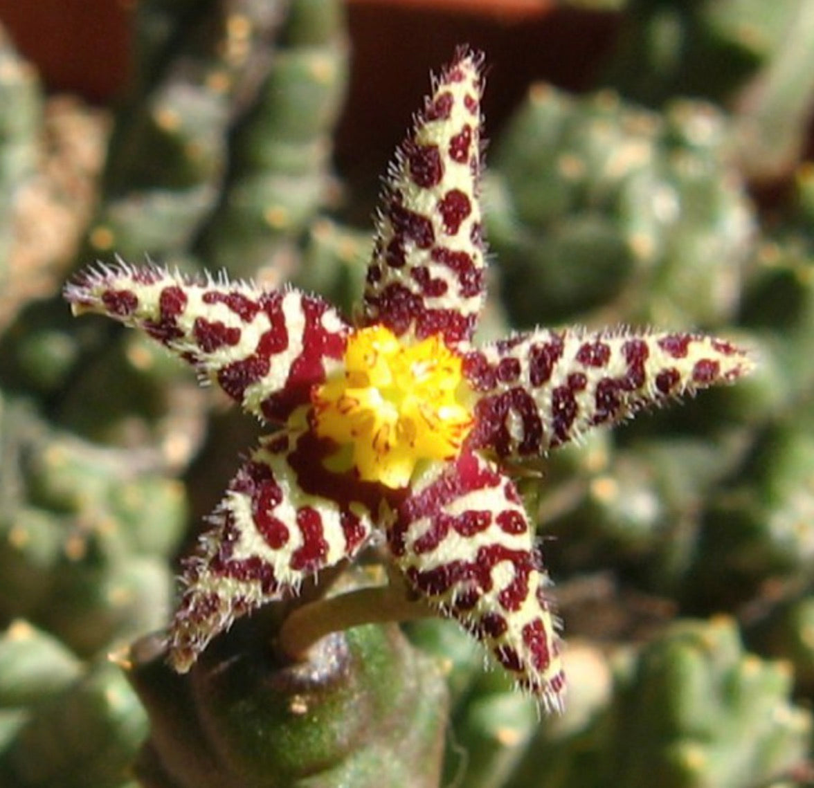 Piaranthus comptus succulent star-shaped flower with spotted maroon and yellow center