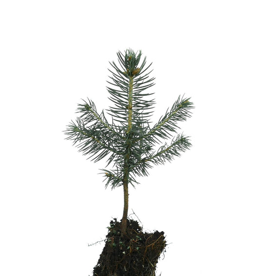 Picea pungens young conifer seedling with blue-green needles and slender branches