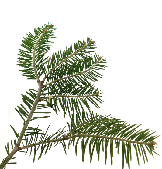 Picea abies evergreen conifer branch with dense dark green needle foliage