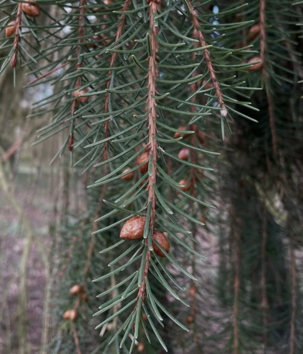Picea breweriana