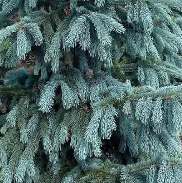 Picea engelmannii form GLAUCA