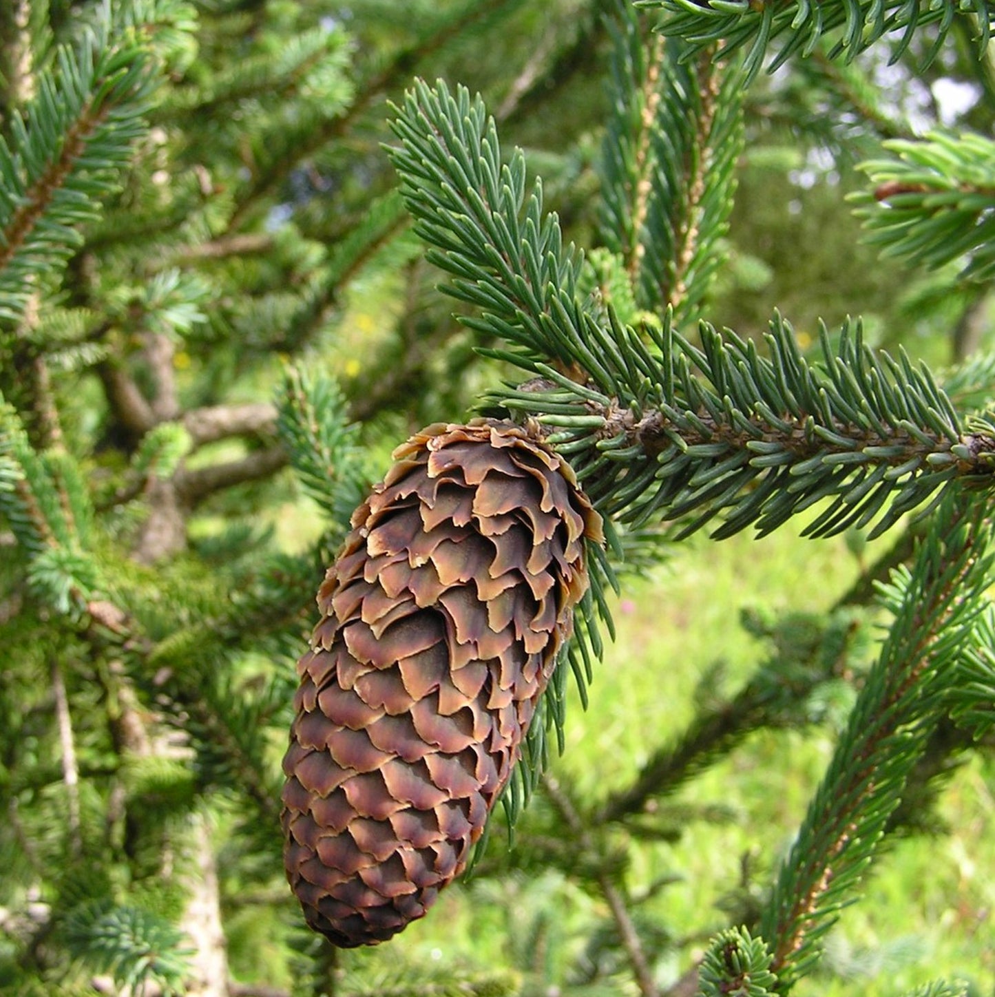 Picea likiangensis var. balfouriana eviggrønn bartrær med grønne nåler og stor brun kongle