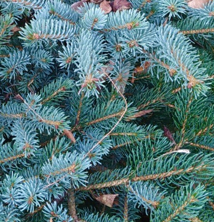 Picea mariana X Picea omorika