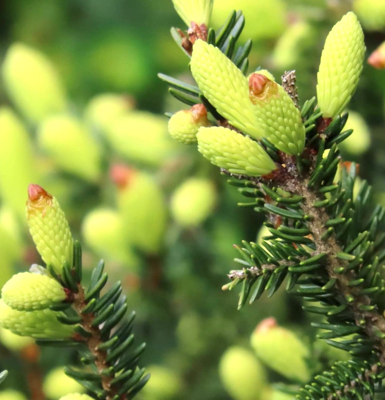Picea orientalis form AUREOSPICATA