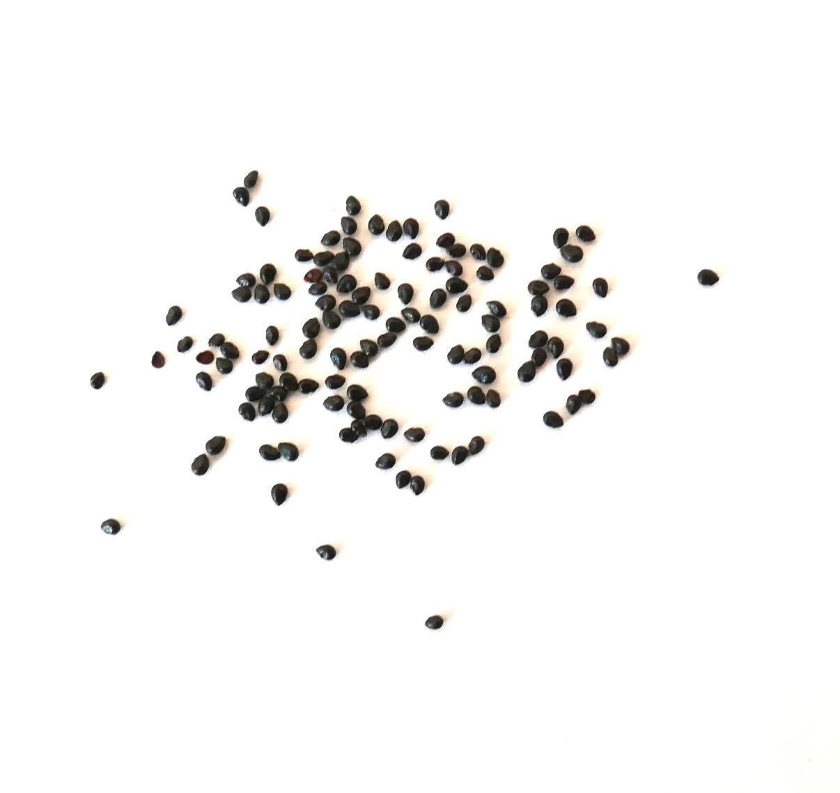 Graines noires de petite plante succulente Pierrebraunia brauniorum dispersées sur fond blanc
