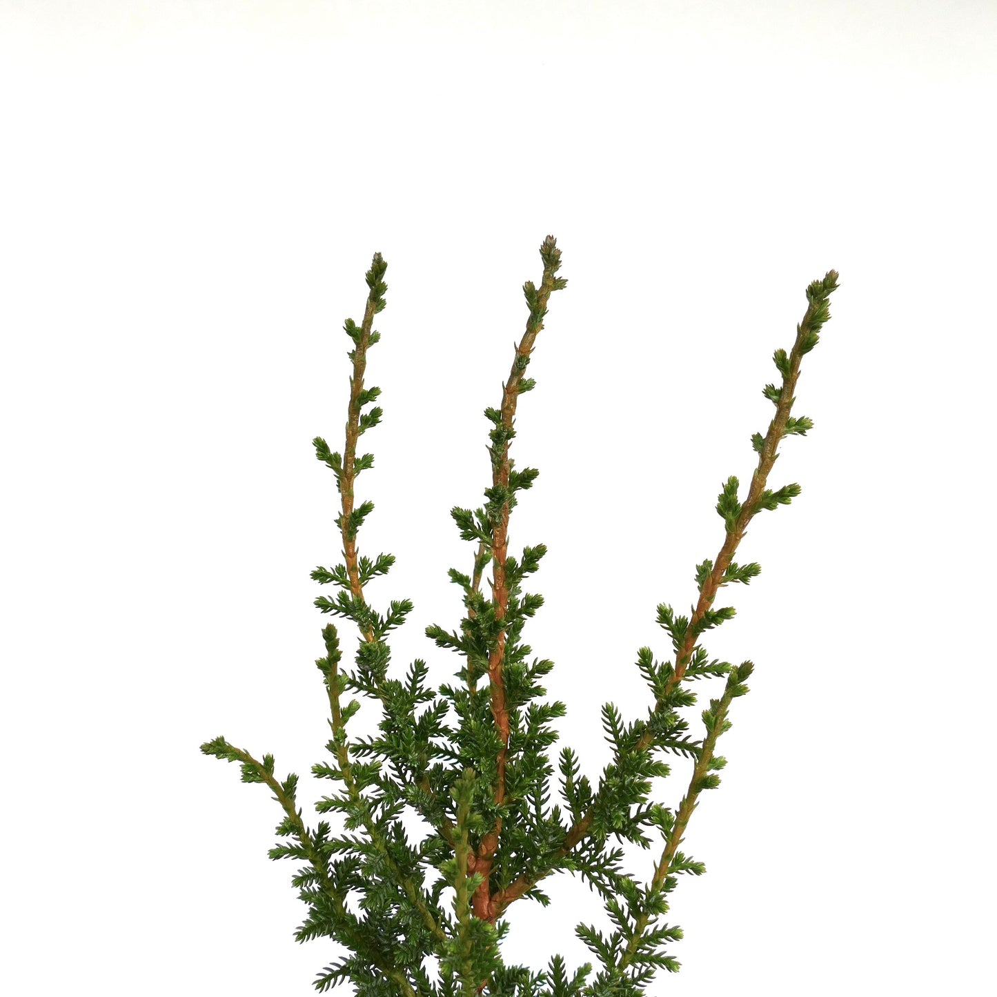 Pilgerodendron uviferum conifera sempreverde con rami sottili e folta chioma verde