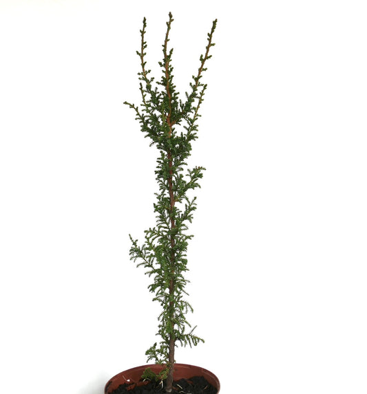 Pilgerodendron uviferum slender young conifer with delicate green foliage in pot